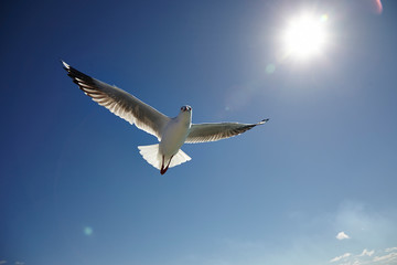 seagull in flight