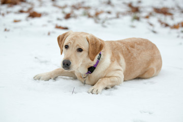 Labrador retriever in the snow