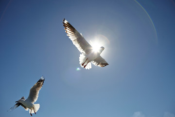 Obraz premium seagull in flight