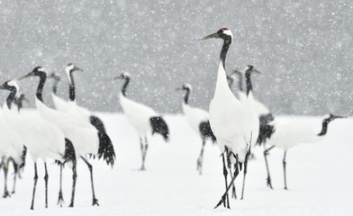 Japanese cranes in snowfall. The red-crowned crane. Scientific name: Grus japonensis, also called the Japanese crane or Manchurian crane, is a large East Asian Crane.
