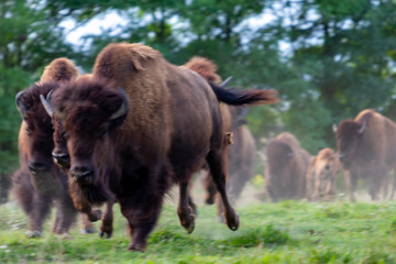 European bison herd and young calf (Bison bonasus) in the meadow. 