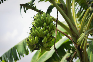 bananas on tree with green bananas hanging