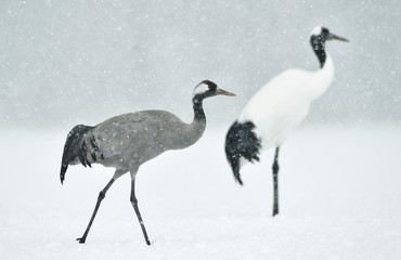 Obraz premium The red-crowned cranes and Eurasian crane. Scientific name: Grus japonensis, also called the Japanese or Manchurian crane, is a large East Asian Crane. Eurasian or common crane (Grus grus)