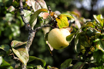 Apple on trees in fruit garden in a summer day