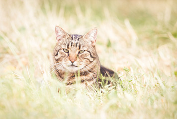 Naklejka na ściany i meble Tabby cat in autumn dry grass