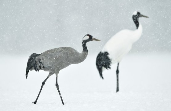 The red-crowned cranes and Eurasian crane. Scientific name: Grus japonensis, also called the Japanese or Manchurian crane, is a large East Asian Crane.  Eurasian or common crane (Grus grus)