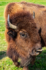 European bison herd and young calf (Bison bonasus) in the meadow. 