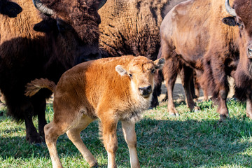 European bison herd and young calf (Bison bonasus) in the meadow. 