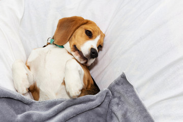 A lazy Beagle lies in his master's bed. Pet