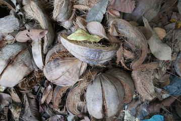 Coconut residue is finished, the coconut shell is placed in the sun to be used as a fertilizer.