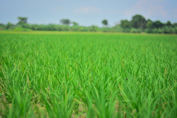 Paddy field with green scene and Beautiful Green background