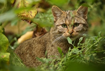 Naklejka na ściany i meble European wild cat in the lush green forest. Wild animals in the nature habitat. Felis silvestris. Wild eurasian animals. European wildlife. Wildcats.