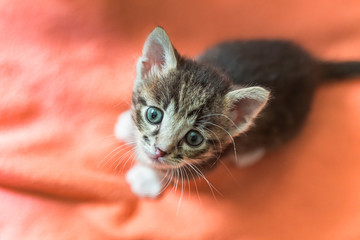 Little kitten is looking up. Striped gray kitten with blue eyes looks up enthusiastically.