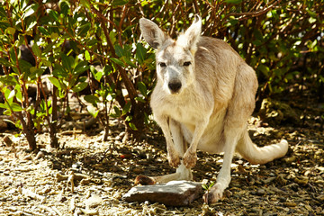 kangaroo in the wild