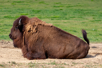European bison herd and young calf (Bison bonasus) in the meadow.  © Thomas Sztanek