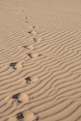 Traces de pas dans le désert