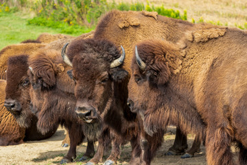 European bison herd and young calf (Bison bonasus) in the meadow. 