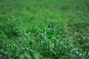 grass with water drops of dew on green background