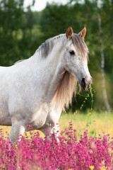 Grey andalusian horse walking and eating in the gren field with violet flowers. Animal portrait.