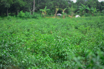 Green chili pepper cultivation in village with beautiful green background