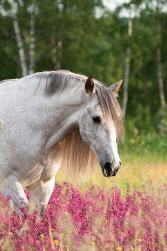 Grey andalusian horse walking and eating in the gren field with violet flowers. Animal portrait.