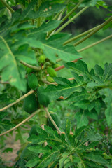 Green papaya hanging from tree and beautiful green leaf and background for cultivation in village for organic food