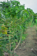 young plants in the garden