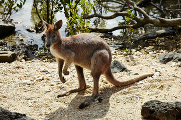 Naklejka na ściany i meble kangaroo in the wild