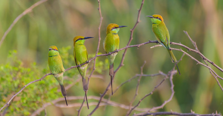 Bee eater