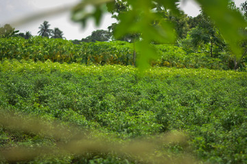 Green chili paper cultivation in the village field