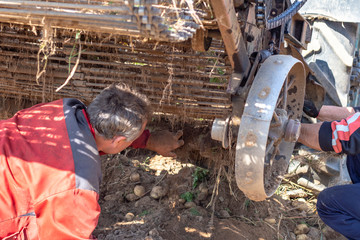 harvesting potatoes. retro tractor. worker inspects the unit before work.