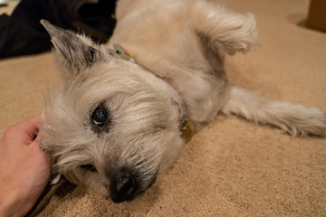 Jewel the Cairn Terrier