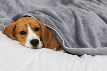 Beagle dog lies covered with a blanket and falls asleep. Tired or sick dog under blankets in bed.