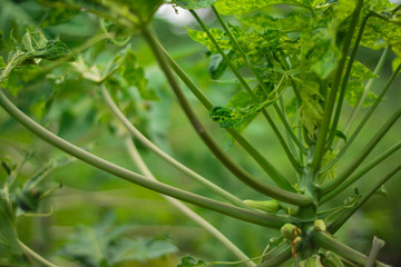 Branch of papaya tree and beautiful leaf