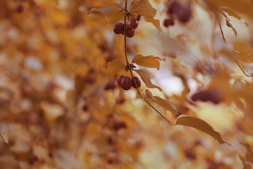 dogwood berry grows in the woods in nature