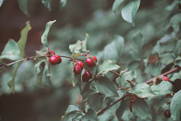 dogwood berry grows in the woods in nature
