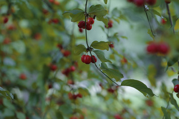 dogwood berry grows in the woods in nature