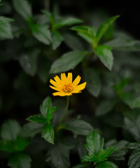 green leaf background with yellow flower