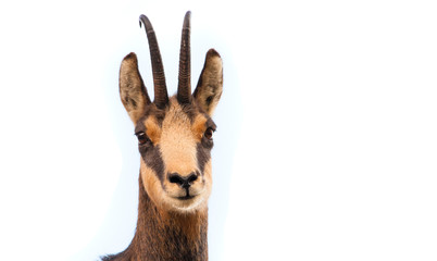 beautiful chamois goat looking at camera. isolated