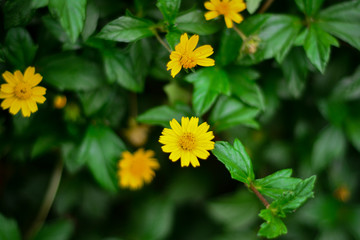 yellow flower in the garden with green leaf in background