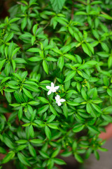 leaves on green background with white flowers