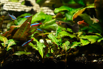 Poecilia - aquarium fish female peacock butterfly.
