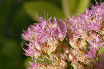 Multicolored core of a decorative flower closeup. Shallow depth of field