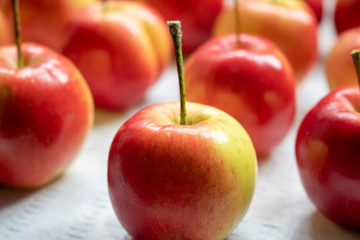 Close up of red crabapples in rows