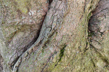 Japanese Maple Tree Trunk