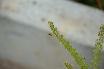 honey bee on a plant zoom view