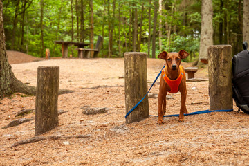 Miniature pinscher standing in the forest wearing it's vest