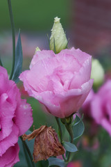 Carnation in Bloom