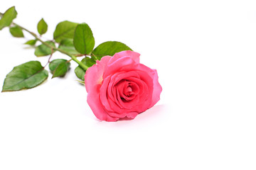 Beautiful single pink rose isolated on white background