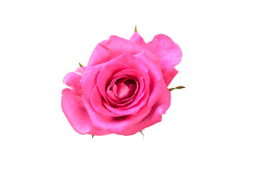 Pinkl rose flower. Detailed retouch